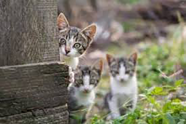 colonia felina
