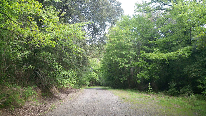 foto anello prunicce